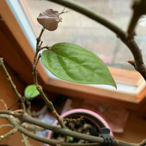 Clerodendrum thomsoniae Frunză