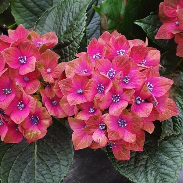 Hydrangea spp. Flower