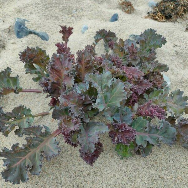 Crambe maritima Blad