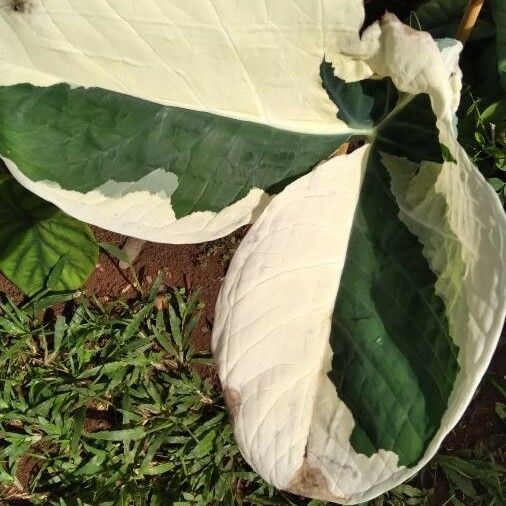 Xanthosoma sagittifolium Leaf