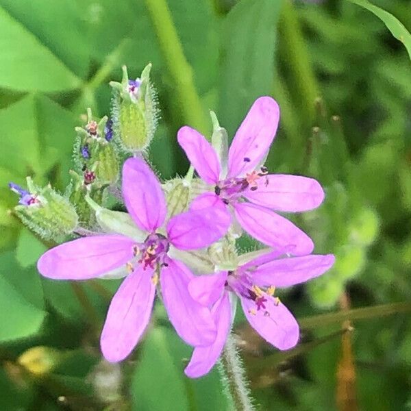 Erodium moschatum Blomst