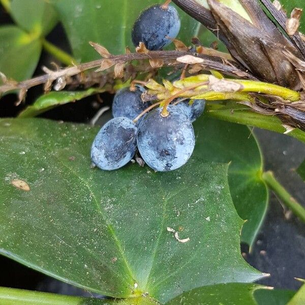 Berberis bealei Fruit