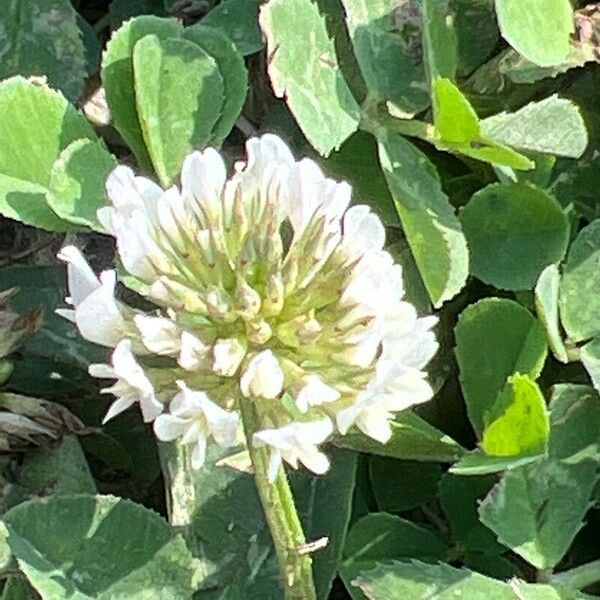 Trifolium repens Blomma