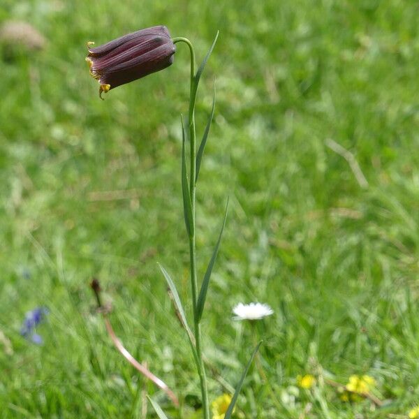 Fritillaria pyrenaica Celota