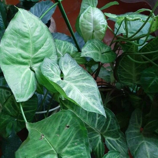 Syngonium podophyllum Folio