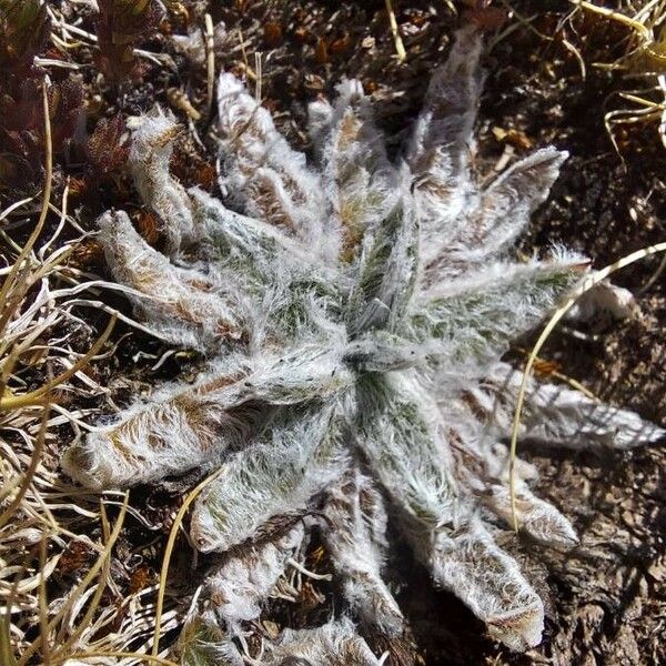 Plantago nivalis Folha