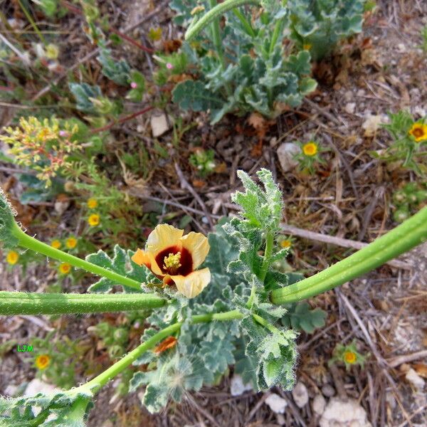 Glaucium corniculatum Deilen