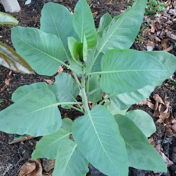 Nicotiana glauca Leaf