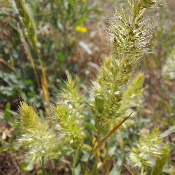 Trisetaria panicea Квітка