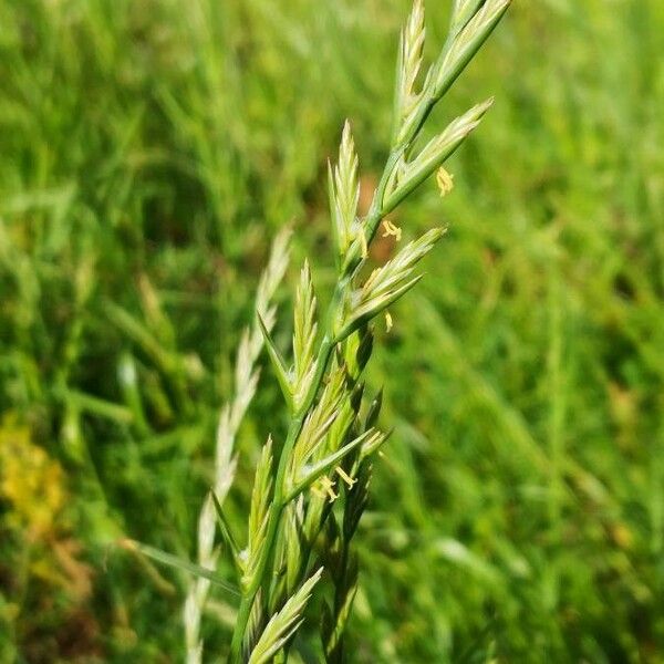 Lolium perenne Flower