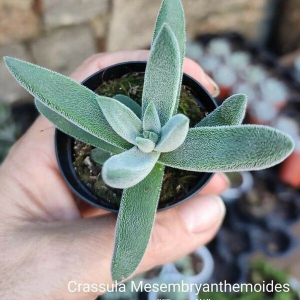 Crassula mesembryanthoides Blad