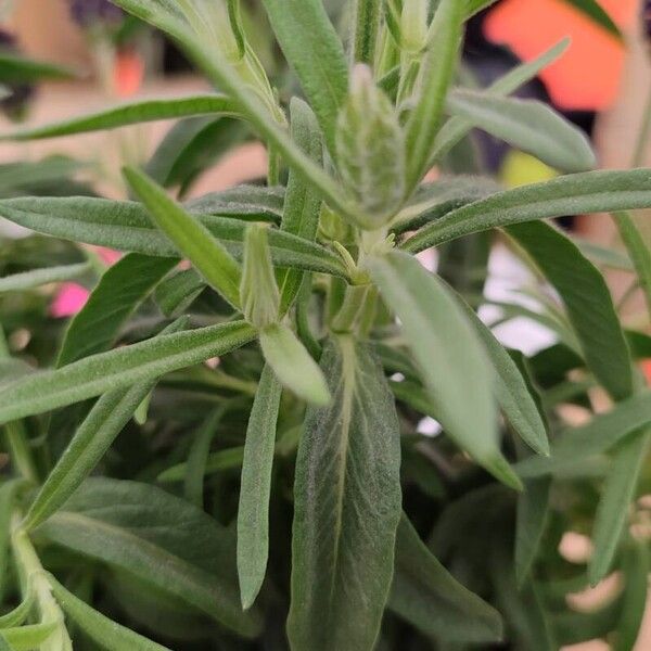 Lavandula stoechas Leaf