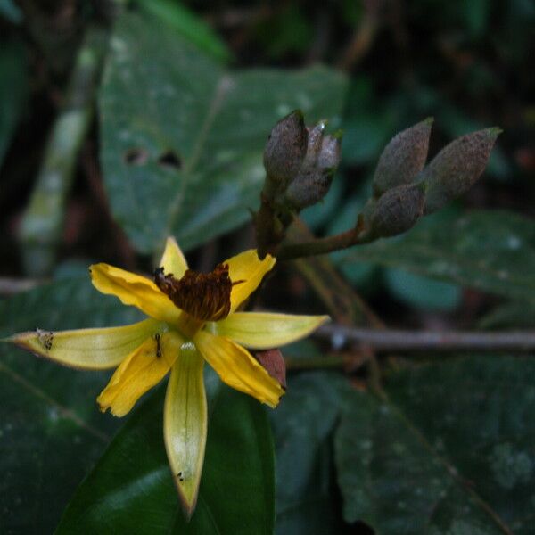 Ancistrocarpus densispinosus Flower