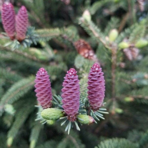 Picea mariana Vili