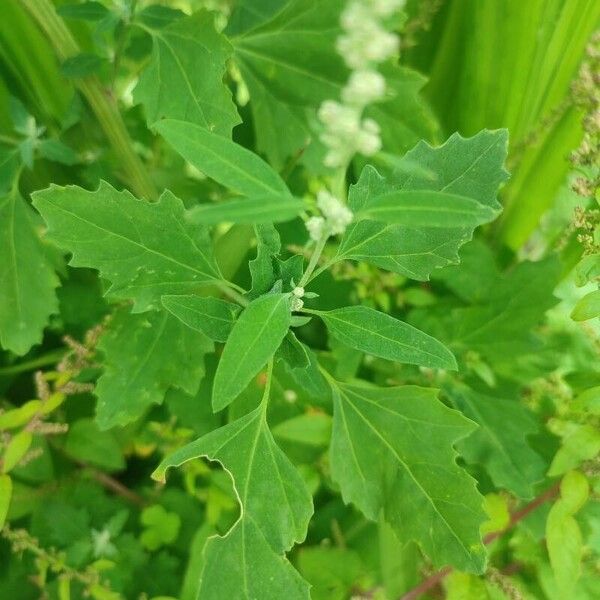 Chenopodium album পাতা