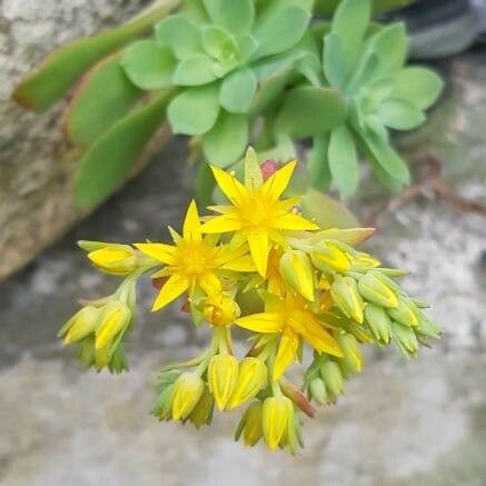 Sedum palmeri Flor