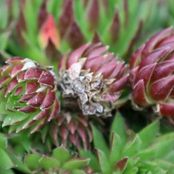 Sempervivum montanum পাতা