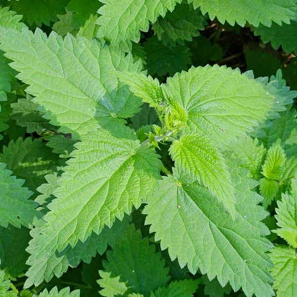 Urtica dioica Levél