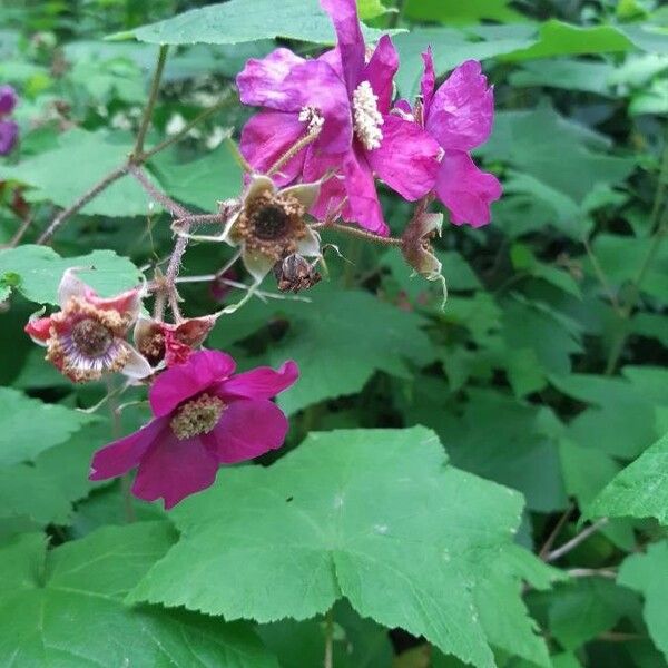 Rubus odoratus Flor