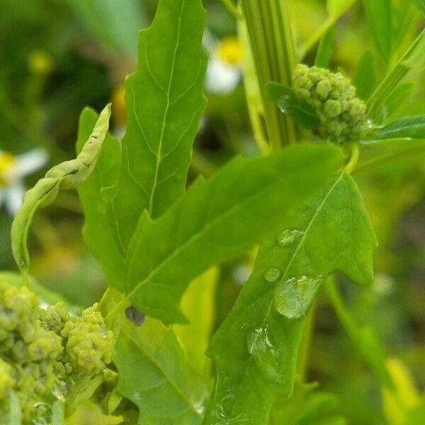 Chenopodium ficifolium Yaprak