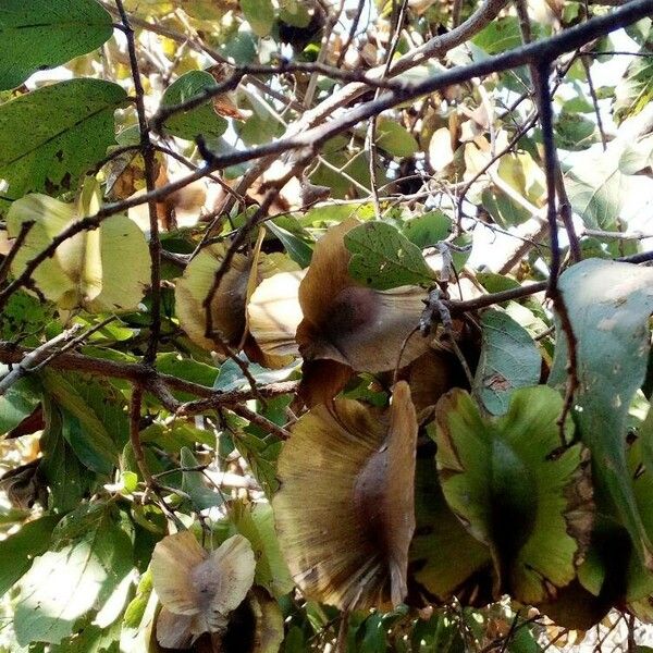 Combretum zeyheri Fruit