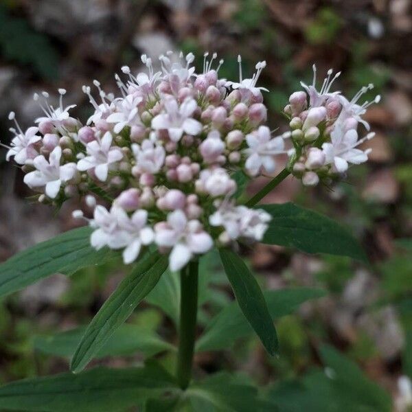 Valeriana tripteris Květ