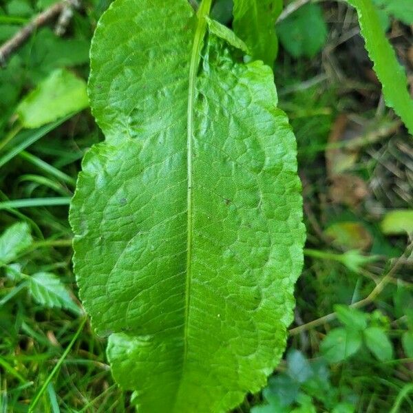 Rumex sanguineus Leaf