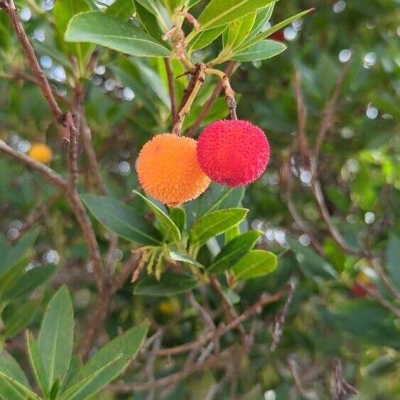 Arbutus andrachne Fruto