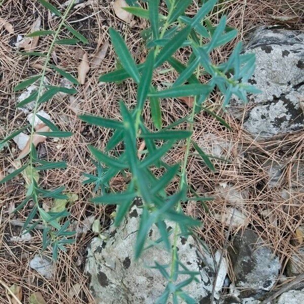 Euphorbia corollata Foglia