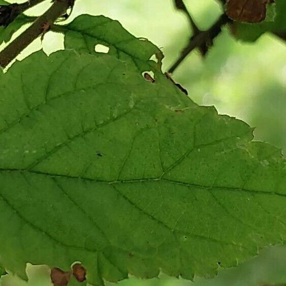 Prunus tomentosa Feuille