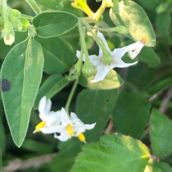 Solanum chenopodioides Lorea