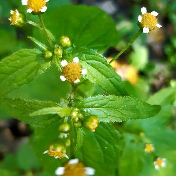 Galinsoga parviflora Floare