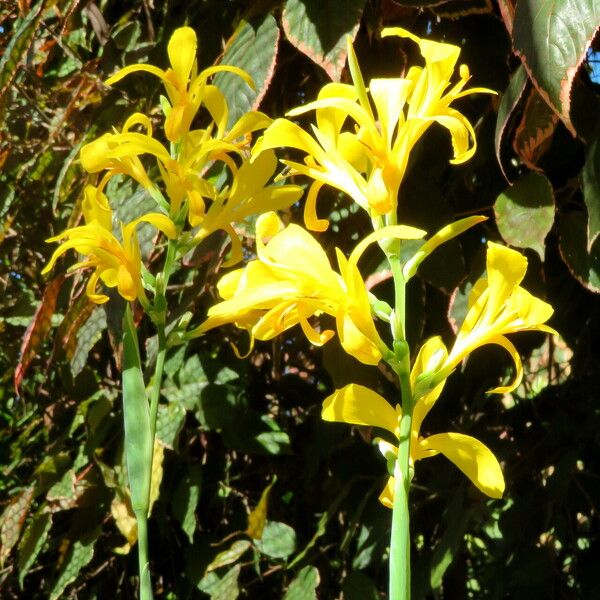 Canna glauca Blomst