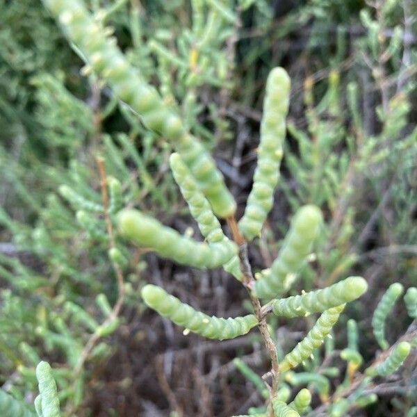 Salicornia europaea Deilen