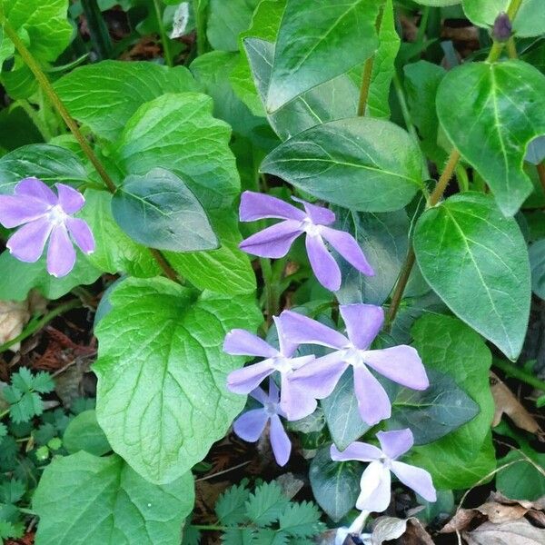 Vinca major Цвят