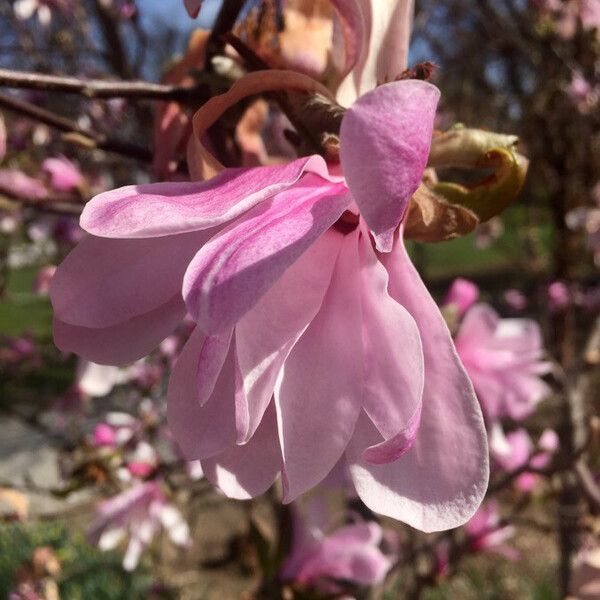 Magnolia × soulangeana Цветок