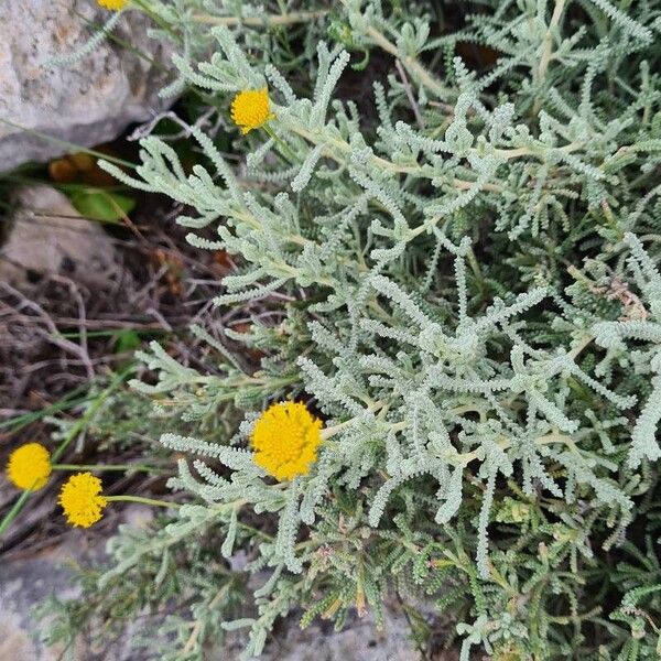 Santolina chamaecyparissus Flor