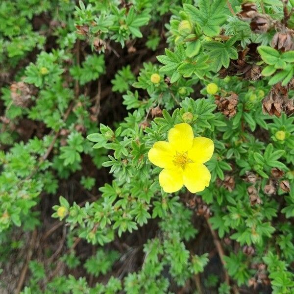 Dasiphora fruticosa Celota