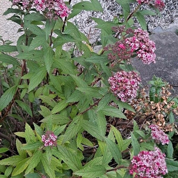 Spiraea japonica Flower