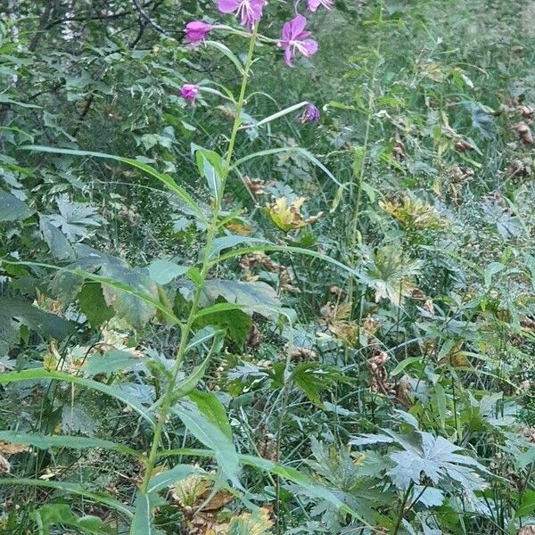 Epilobium angustifolium Fleur