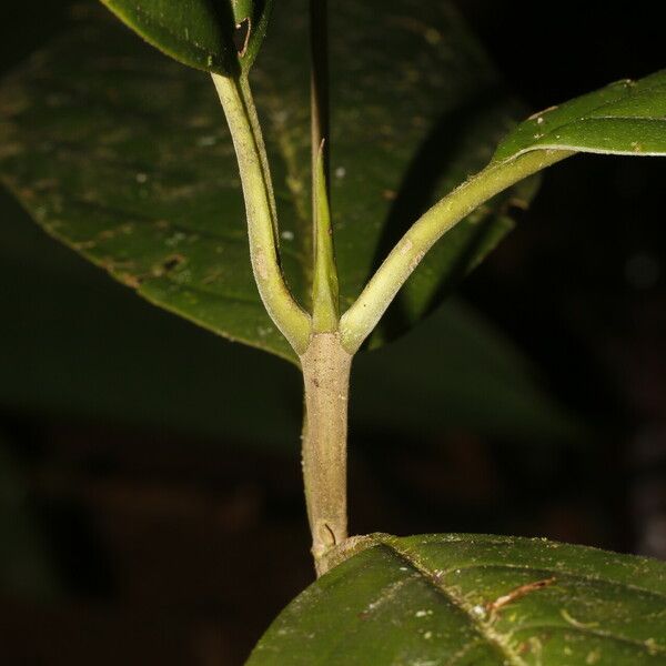 Amaioua pedicellata Лист