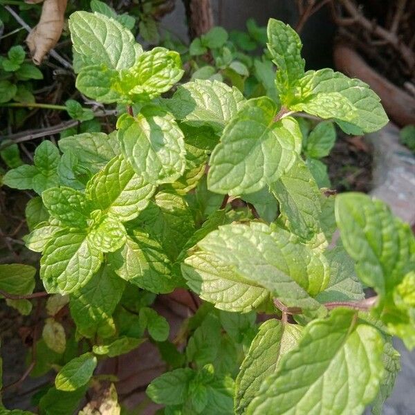 Mentha spicata Folha