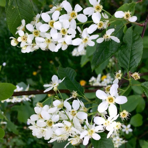 Prunus padus Blomst