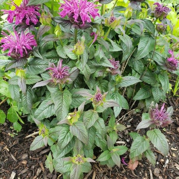 Monarda fistulosa Habit