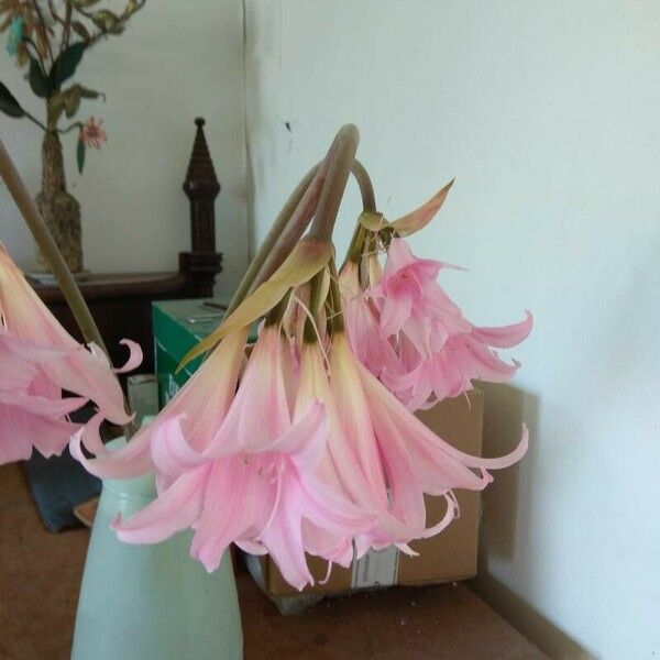 Amaryllis belladonna Flors