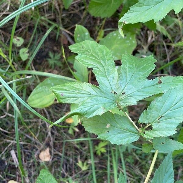 Filipendula ulmaria Blatt