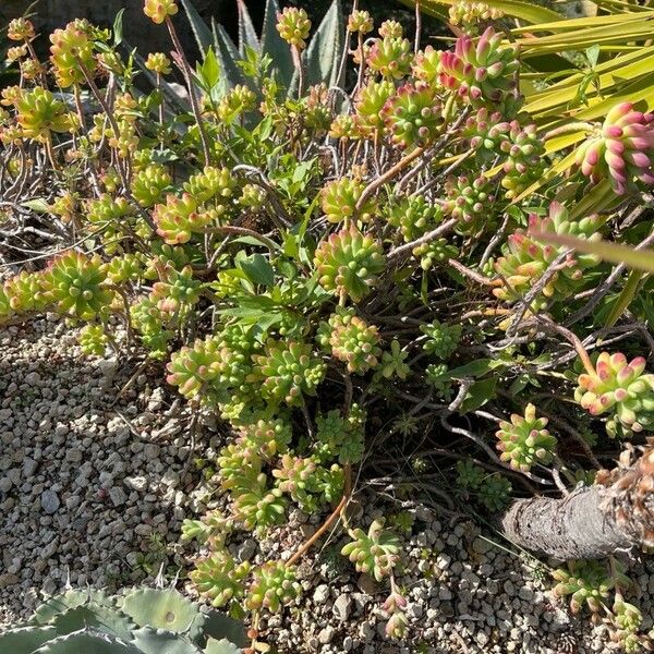 Sedum pachyphyllum Fulla