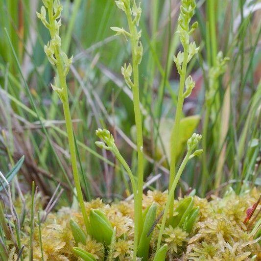 Hammarbya paludosa Habitat