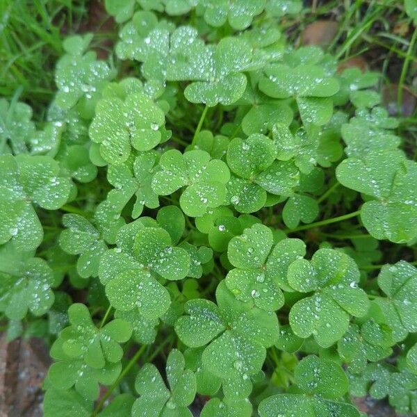 Oxalis incarnata Blad