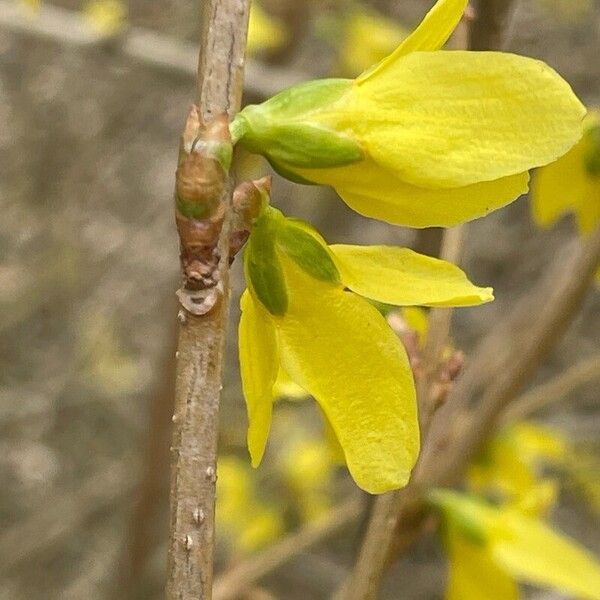 Forsythia suspensa 花